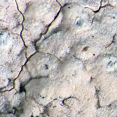 Immature (immersed) apothecia.<br>Photographer: Alan Fryday, Licence: <a target='_blank' href='https://creativecommons.org/licenses/by/4.0'>CC BY</a>. <a class='member-message' href='/nzpcn/why-join-nzpcn/' target='_blank'>Members can view a larger version of this image.</a>