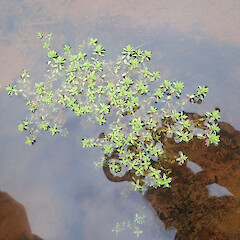 In Stream, Tutamoe Far North.<br>Photographer: Marley Ford, Date taken: 17/05/2022, Licence: <a target='_blank' href='https://creativecommons.org/licenses/by/4.0'>CC BY</a>. <a class='member-message' href='/nzpcn/why-join-nzpcn/' target='_blank'>Members can view a larger version of this image.</a>