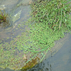 In Stream, Tutamoe Far North.<br>Photographer: Marley Ford, Date taken: 17/05/2022, Licence: <a target='_blank' href='https://creativecommons.org/licenses/by/4.0'>CC BY</a>. <a class='member-message' href='/nzpcn/why-join-nzpcn/' target='_blank'>Members can view a larger version of this image.</a>