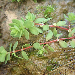 In Stream, Tutamoe Far North.<br>Photographer: Marley Ford, Date taken: 17/05/2022, Licence: <a target='_blank' href='https://creativecommons.org/licenses/by/4.0'>CC BY</a>. <a class='member-message' href='/nzpcn/why-join-nzpcn/' target='_blank'>Members can view a larger version of this image.</a>