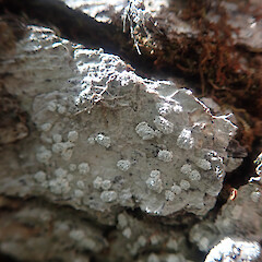 Corticolous on pohutukawa, Rangitoto Island Auckland.<br>Photographer: Marley Ford, Date taken: 26/02/2022, Licence: <a target='_blank' href='https://creativecommons.org/licenses/by/4.0'>CC BY</a>. <a class='member-message' href='/nzpcn/why-join-nzpcn/' target='_blank'>Members can view a larger version of this image.</a>