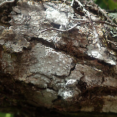Corticolous on pohutukawa, Rangitoto Island Auckland.<br>Photographer: Marley Ford, Date taken: 26/02/2022, Licence: <a target='_blank' href='https://creativecommons.org/licenses/by/4.0'>CC BY</a>. <a class='member-message' href='/nzpcn/why-join-nzpcn/' target='_blank'>Members can view a larger version of this image.</a>