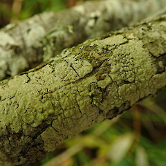 On windfall with Ramalina celastri and Hyperphyscia adglutiata, Arch Hill Auckland.<br>Photographer: Marley Ford, Date taken: 01/04/2020, Licence: <a target='_blank' href='https://creativecommons.org/licenses/by-nc/4.0'>CC BY-NC</a>. <a class='member-message' href='/nzpcn/why-join-nzpcn/' target='_blank'>Members can view a larger version of this image.</a>