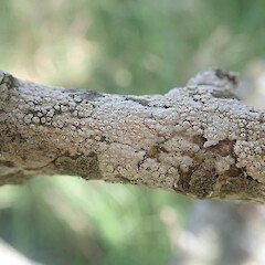 Corticolous on olive, One Tree Hill, Auckland.<br>Photographer: Marley Ford, Date taken: 03/01/2022, Licence: <a target='_blank' href='https://creativecommons.org/licenses/by/4.0'>CC BY</a>. <a class='member-message' href='/nzpcn/why-join-nzpcn/' target='_blank'>Members can view a larger version of this image.</a>