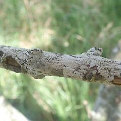 Corticolous on olive, One Tree Hill, Auckland.<br>Photographer: Marley Ford, Date taken: 03/01/2022, Licence: <a target='_blank' href='https://creativecommons.org/licenses/by/4.0'>CC BY</a>. <a class='member-message' href='/nzpcn/why-join-nzpcn/' target='_blank'>Members can view a larger version of this image.</a>