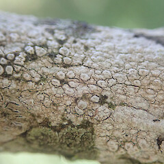 Pertusaria thiospoda
