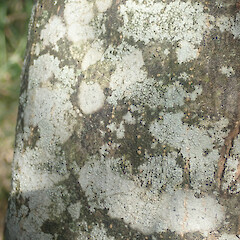 Corticolous on olive, One Tree Hill, Auckland.<br>Photographer: Marley Ford, Date taken: 03/01/2022, Licence: <a target='_blank' href='https://creativecommons.org/licenses/by/4.0'>CC BY</a>. <a class='member-message' href='/nzpcn/why-join-nzpcn/' target='_blank'>Members can view a larger version of this image.</a>