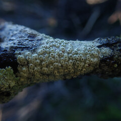 Corticolous with Lecanora, Longbush Gisborne.<br>Photographer: Marley Ford, Date taken: 26/04/2022, Licence: <a target='_blank' href='https://creativecommons.org/licenses/by/4.0'>CC BY</a>. <a class='member-message' href='/nzpcn/why-join-nzpcn/' target='_blank'>Members can view a larger version of this image.</a>