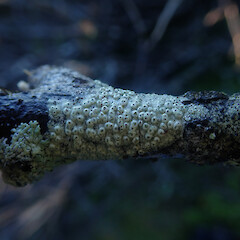 Corticolous with Lecanora, Longbush Gisborne.<br>Photographer: Marley Ford, Date taken: 26/04/2022, Licence: <a target='_blank' href='https://creativecommons.org/licenses/by/4.0'>CC BY</a>. <a class='member-message' href='/nzpcn/why-join-nzpcn/' target='_blank'>Members can view a larger version of this image.</a>