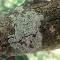 Corticolous on willow, Pukekohe Auckland.<br>Photographer: Marley Ford, Date taken: 21/02/2022, Licence: <a target='_blank' href='https://creativecommons.org/licenses/by/4.0'>CC BY</a>. <a class='member-message' href='/nzpcn/why-join-nzpcn/' target='_blank'>Members can view a larger version of this image.</a>