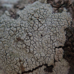 Corticolous on willow, Pukekohe Auckland.<br>Photographer: Marley Ford, Date taken: 21/02/2022, Licence: <a target='_blank' href='https://creativecommons.org/licenses/by/4.0'>CC BY</a>. <a class='member-message' href='/nzpcn/why-join-nzpcn/' target='_blank'>Members can view a larger version of this image.</a>