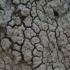Corticolous on willow, Pukekohe Auckland.<br>Photographer: Marley Ford, Date taken: 21/02/2022, Licence: <a target='_blank' href='https://creativecommons.org/licenses/by/4.0'>CC BY</a>. <a class='member-message' href='/nzpcn/why-join-nzpcn/' target='_blank'>Members can view a larger version of this image.</a>