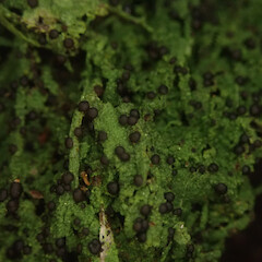 Micarea prasina