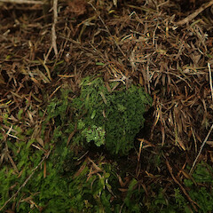 Terricolous under kanuka, Waikereru Gisborne.<br>Photographer: Marley Ford, Date taken: 25/04/2022, Licence: <a target='_blank' href='https://creativecommons.org/licenses/by/4.0'>CC BY</a>. <a class='member-message' href='/nzpcn/why-join-nzpcn/' target='_blank'>Members can view a larger version of this image.</a>