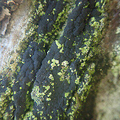 Local on stump, Cox’s Bay Auckland.<br>Photographer: Marley Ford, Date taken: 17/02/2022, Licence: <a target='_blank' href='https://creativecommons.org/licenses/by/4.0'>CC BY</a>. <a class='member-message' href='/nzpcn/why-join-nzpcn/' target='_blank'>Members can view a larger version of this image.</a>