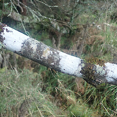 Corticolous on mountain beech, Eyre mountains Southland.<br>Photographer: Marley Ford, Date taken: 09/06/2022, Licence: <a target='_blank' href='https://creativecommons.org/licenses/by/4.0'>CC BY</a>. <a class='member-message' href='/nzpcn/why-join-nzpcn/' target='_blank'>Members can view a larger version of this image.</a>