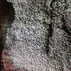 Corticolous, Waitakere Auckland.<br>Photographer: Marley Ford, Date taken: 10/10/2021, Licence: <a target='_blank' href='https://creativecommons.org/licenses/by/4.0'>CC BY</a>. <a class='member-message' href='/nzpcn/why-join-nzpcn/' target='_blank'>Members can view a larger version of this image.</a>