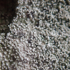 Corticolous, Waitakere Auckland.<br>Photographer: Marley Ford, Date taken: 10/10/2021, Licence: <a target='_blank' href='https://creativecommons.org/licenses/by/4.0'>CC BY</a>. <a class='member-message' href='/nzpcn/why-join-nzpcn/' target='_blank'>Members can view a larger version of this image.</a>