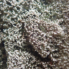 Corticolous, Waitakere Auckland.<br>Photographer: Marley Ford, Date taken: 10/10/2021, Licence: <a target='_blank' href='https://creativecommons.org/licenses/by/4.0'>CC BY</a>. <a class='member-message' href='/nzpcn/why-join-nzpcn/' target='_blank'>Members can view a larger version of this image.</a>