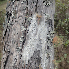 Lignicolous on mangroves, Hokianga Far North.<br>Photographer: Marley Ford, Date taken: 19/12/2021, Licence: <a target='_blank' href='https://creativecommons.org/licenses/by/4.0'>CC BY</a>. <a class='member-message' href='/nzpcn/why-join-nzpcn/' target='_blank'>Members can view a larger version of this image.</a>