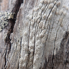 Corticolous and lignicolous on mangroves, Hokianga Far North.<br>Photographer: Marley Ford, Licence: <a target='_blank' href='https://creativecommons.org/licenses/by/4.0'>CC BY</a>. <a class='member-message' href='/nzpcn/why-join-nzpcn/' target='_blank'>Members can view a larger version of this image.</a>