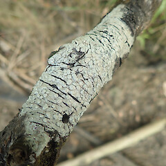 Corticolous on mangroves, Hokianga Far North.<br>Photographer: Marley Ford, Date taken: 19/12/2021, Licence: <a target='_blank' href='https://creativecommons.org/licenses/by/4.0'>CC BY</a>. <a class='member-message' href='/nzpcn/why-join-nzpcn/' target='_blank'>Members can view a larger version of this image.</a>