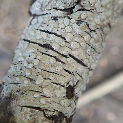 Corticolous on mangroves, Hokianga Far North.<br>Photographer: Marley Ford, Date taken: 19/12/2021, Licence: <a target='_blank' href='https://creativecommons.org/licenses/by/4.0'>CC BY</a>. <a class='member-message' href='/nzpcn/why-join-nzpcn/' target='_blank'>Members can view a larger version of this image.</a>
