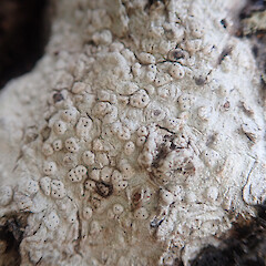Corticolous on mangroves, Hokianga Far North.<br>Photographer: Marley Ford, Date taken: 19/12/2021, Licence: <a target='_blank' href='https://creativecommons.org/licenses/by/4.0'>CC BY</a>. <a class='member-message' href='/nzpcn/why-join-nzpcn/' target='_blank'>Members can view a larger version of this image.</a>