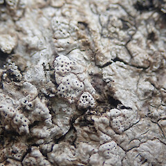 Corticolous on mangroves, Hokianga Far North.<br>Photographer: Marley Ford, Date taken: 19/12/2021, Licence: <a target='_blank' href='https://creativecommons.org/licenses/by/4.0'>CC BY</a>. <a class='member-message' href='/nzpcn/why-join-nzpcn/' target='_blank'>Members can view a larger version of this image.</a>