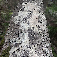 Corticolous on mangroves, Hokianga Far North.<br>Photographer: Marley Ford, Date taken: 19/12/2021, Licence: <a target='_blank' href='https://creativecommons.org/licenses/by/4.0'>CC BY</a>. <a class='member-message' href='/nzpcn/why-join-nzpcn/' target='_blank'>Members can view a larger version of this image.</a>