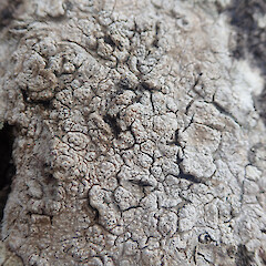 Corticolous on mangroves, Hokianga Far North.<br>Photographer: Marley Ford, Date taken: 19/12/2021, Licence: <a target='_blank' href='https://creativecommons.org/licenses/by/4.0'>CC BY</a>. <a class='member-message' href='/nzpcn/why-join-nzpcn/' target='_blank'>Members can view a larger version of this image.</a>