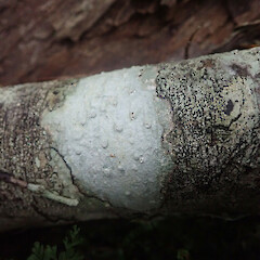 Corticolous on kamahi, Hokonui Hills Southland.<br>Photographer: Marley Ford, Date taken: 01/06/2022, Licence: <a target='_blank' href='https://creativecommons.org/licenses/by/4.0'>CC BY</a>. <a class='member-message' href='/nzpcn/why-join-nzpcn/' target='_blank'>Members can view a larger version of this image.</a>
