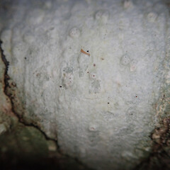 Corticolous on kamahi, Hokonui Hills Southland.<br>Photographer: Marley Ford, Date taken: 01/06/2022, Licence: <a target='_blank' href='https://creativecommons.org/licenses/by/4.0'>CC BY</a>. <a class='member-message' href='/nzpcn/why-join-nzpcn/' target='_blank'>Members can view a larger version of this image.</a>