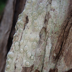 Corticolous on kanuka, Waikereru Gisborne.<br>Photographer: Marley Ford, Date taken: 24/01/2022, Licence: <a target='_blank' href='https://creativecommons.org/licenses/by/4.0'>CC BY</a>. <a class='member-message' href='/nzpcn/why-join-nzpcn/' target='_blank'>Members can view a larger version of this image.</a>