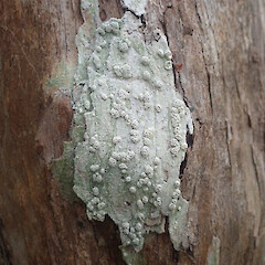 Corticolous on kanuka, Waikereru Gisborne.<br>Photographer: Marley Ford, Date taken: 24/01/2022, Licence: <a target='_blank' href='https://creativecommons.org/licenses/by/4.0'>CC BY</a>. <a class='member-message' href='/nzpcn/why-join-nzpcn/' target='_blank'>Members can view a larger version of this image.</a>