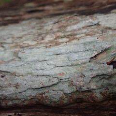 Corticolous on kanuka, Waikereru Gisborne.<br>Photographer: Marley Ford, Date taken: 24/12/2021, Licence: <a target='_blank' href='https://creativecommons.org/licenses/by/4.0'>CC BY</a>. <a class='member-message' href='/nzpcn/why-join-nzpcn/' target='_blank'>Members can view a larger version of this image.</a>
