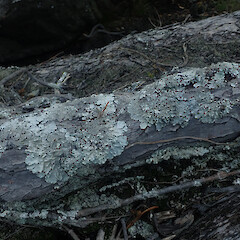 Local corticolous lichen on pohutukawa in full sun, Hick’s Bay Gisborne.<br>Photographer: Marley Ford, Date taken: 16/04/2022, Licence: <a target='_blank' href='https://creativecommons.org/licenses/by/4.0'>CC BY</a>. <a class='member-message' href='/nzpcn/why-join-nzpcn/' target='_blank'>Members can view a larger version of this image.</a>