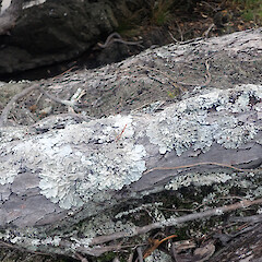 Local corticolous lichen on pohutukawa in full sun, Hick’s Bay Gisborne.<br>Photographer: Marley Ford, Date taken: 16/04/2022, Licence: <a target='_blank' href='https://creativecommons.org/licenses/by/4.0'>CC BY</a>. <a class='member-message' href='/nzpcn/why-join-nzpcn/' target='_blank'>Members can view a larger version of this image.</a>