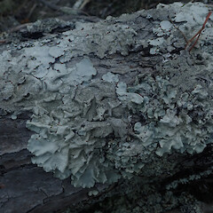 Local corticolous lichen on pohutukawa in full sun, Hick’s Bay Gisborne.<br>Photographer: Marley Ford, Date taken: 16/04/2022, Licence: <a target='_blank' href='https://creativecommons.org/licenses/by/4.0'>CC BY</a>. <a class='member-message' href='/nzpcn/why-join-nzpcn/' target='_blank'>Members can view a larger version of this image.</a>