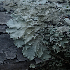 Local corticolous lichen on pohutukawa in full sun, Hick’s Bay Gisborne.<br>Photographer: Marley Ford, Date taken: 16/04/2022, Licence: <a target='_blank' href='https://creativecommons.org/licenses/by/4.0'>CC BY</a>. <a class='member-message' href='/nzpcn/why-join-nzpcn/' target='_blank'>Members can view a larger version of this image.</a>