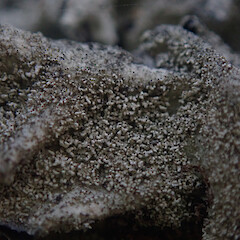Local corticolous lichen on pohutukawa in full sun, Hick’s Bay Gisborne.<br>Photographer: Marley Ford, Date taken: 16/04/2022, Licence: <a target='_blank' href='https://creativecommons.org/licenses/by/4.0'>CC BY</a>. <a class='member-message' href='/nzpcn/why-join-nzpcn/' target='_blank'>Members can view a larger version of this image.</a>