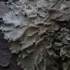 Local corticolous lichen on pohutukawa in full sun, Hick’s Bay Gisborne.<br>Photographer: Marley Ford, Date taken: 16/04/2022, Licence: <a target='_blank' href='https://creativecommons.org/licenses/by/4.0'>CC BY</a>. <a class='member-message' href='/nzpcn/why-join-nzpcn/' target='_blank'>Members can view a larger version of this image.</a>