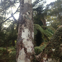 Corticolous on ramarama, Kawhia Waikato.<br>Photographer: Marley Ford, Date taken: 10/08/2021, Licence: <a target='_blank' href='https://creativecommons.org/licenses/by/4.0'>CC BY</a>. <a class='member-message' href='/nzpcn/why-join-nzpcn/' target='_blank'>Members can view a larger version of this image.</a>