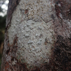 Corticolous on ramarama, Kawhia Waikato.<br>Photographer: Marley Ford, Date taken: 12/08/2021, Licence: <a target='_blank' href='https://creativecommons.org/licenses/by/4.0'>CC BY</a>. <a class='member-message' href='/nzpcn/why-join-nzpcn/' target='_blank'>Members can view a larger version of this image.</a>