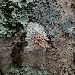 Corticolous on cabbage tree with Parmotrema reticulatum and Pannaria elixii, Mahurangi Auckland.<br>Photographer: Marley Ford, Date taken: 11/02/2022, Licence: <a target='_blank' href='https://creativecommons.org/licenses/by/4.0'>CC BY</a>. <a class='member-message' href='/nzpcn/why-join-nzpcn/' target='_blank'>Members can view a larger version of this image.</a>