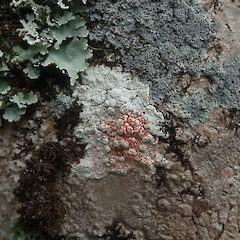 Corticolous on cabbage tree with Parmotrema reticulatum and Pannaria elixii, Mahurangi Auckland.<br>Photographer: Marley Ford, Date taken: 11/02/2022, Licence: <a target='_blank' href='https://creativecommons.org/licenses/by/4.0'>CC BY</a>. <a class='member-message' href='/nzpcn/why-join-nzpcn/' target='_blank'>Members can view a larger version of this image.</a>