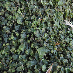 Streamside, Waimamaku Far North.<br>Photographer: Marley Ford, Date taken: 02/05/2021, Licence: <a target='_blank' href='https://creativecommons.org/licenses/by/4.0'>CC BY</a>. <a class='member-message' href='/nzpcn/why-join-nzpcn/' target='_blank'>Members can view a larger version of this image.</a>