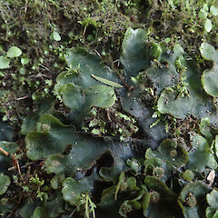 Lobes of streamside plant, Waimamaku Far North.<br>Photographer: Marley Ford, Date taken: 02/05/2021, Licence: <a target='_blank' href='https://creativecommons.org/licenses/by/4.0'>CC BY</a>. <a class='member-message' href='/nzpcn/why-join-nzpcn/' target='_blank'>Members can view a larger version of this image.</a>