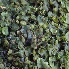 Plant with numerous young female sporangiophores, Waimamaku Far North.<br>Photographer: Marley Ford, Date taken: 02/05/2021, Licence: <a target='_blank' href='https://creativecommons.org/licenses/by/4.0'>CC BY</a>. <a class='member-message' href='/nzpcn/why-join-nzpcn/' target='_blank'>Members can view a larger version of this image.</a>