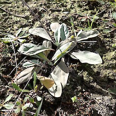 Wild plant, Canterbury.<br>Photographer: Jane Gosden, Date taken: 08/10/2021, Licence: <a target='_blank' href='https://creativecommons.org/licenses/by-nc-sa/4.0'>CC BY-NC-SA</a>. <a class='member-message' href='/nzpcn/why-join-nzpcn/' target='_blank'>Members can view a larger version of this image.</a>